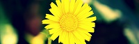 Нажмите на изображение для увеличения
Название: Yellow-Flower-iphone-panoramic-wallpaper-tech_touch_ru.jpg
Просмотров: 257
Размер:	1.10 Мб
ID:	18036