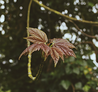 Нажмите на изображение для увеличения
Название: leaf.png
Просмотров: 96
Размер:	3.80 Мб
ID:	60260