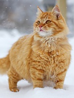 Нажмите на изображение для увеличения
Название: oshki_oty_otiki-zhivotnye-27788.jpg
Просмотров: 113
Размер:	18.9 Кб
ID:	62211